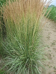 Вейник остроцветковый 'Аваланш'