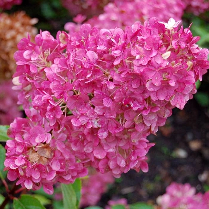 Гортензия метельчатая 'Сандеа Фрейс'