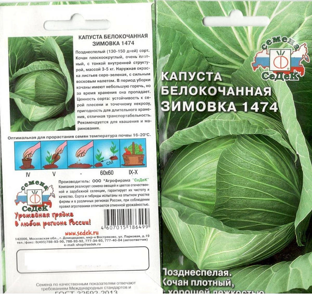 Капуста 'Зимовка поздняя'