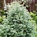 Пихта ласиокарпа 'Компакта'
