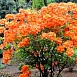 Рододендрон желтый (азалия) 'Гловинг Эмберс' (оранжевый)