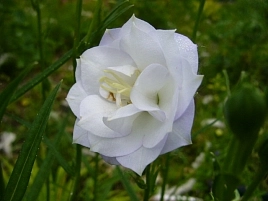 Колокольчик персиколистный 'Ла Бон Ами'