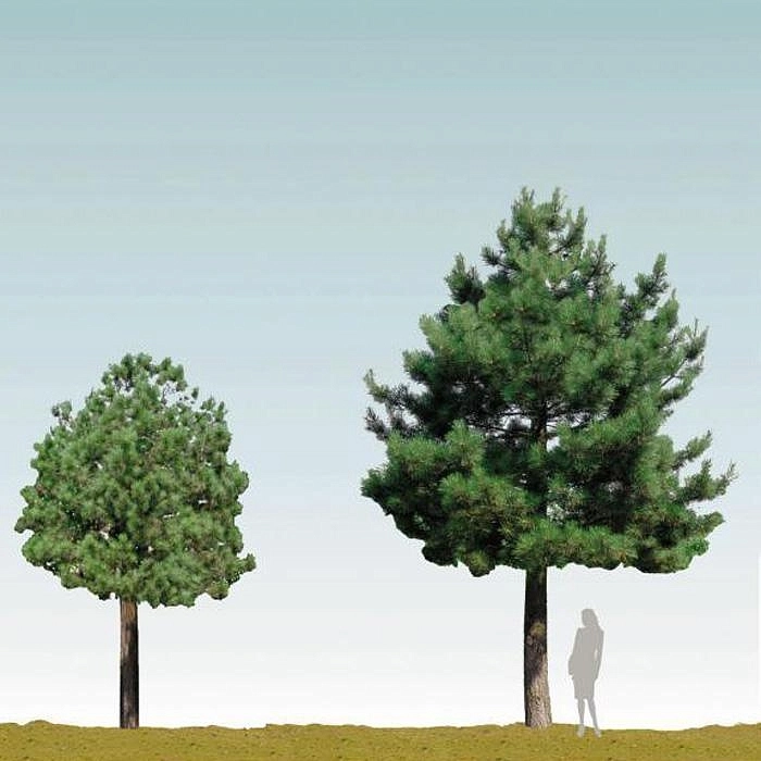 Сосна Черная (Pinus nigra)