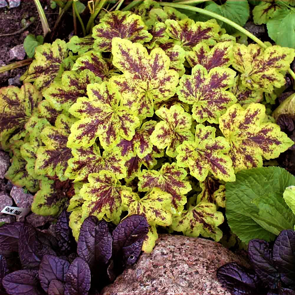 Гейхера мелкоцветковая 'Солар Повер'