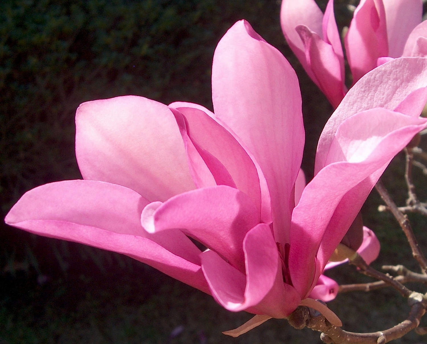 Магнолия 'Дэйбрэйк'