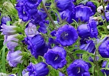 Колокольчик средний (темно-синий)