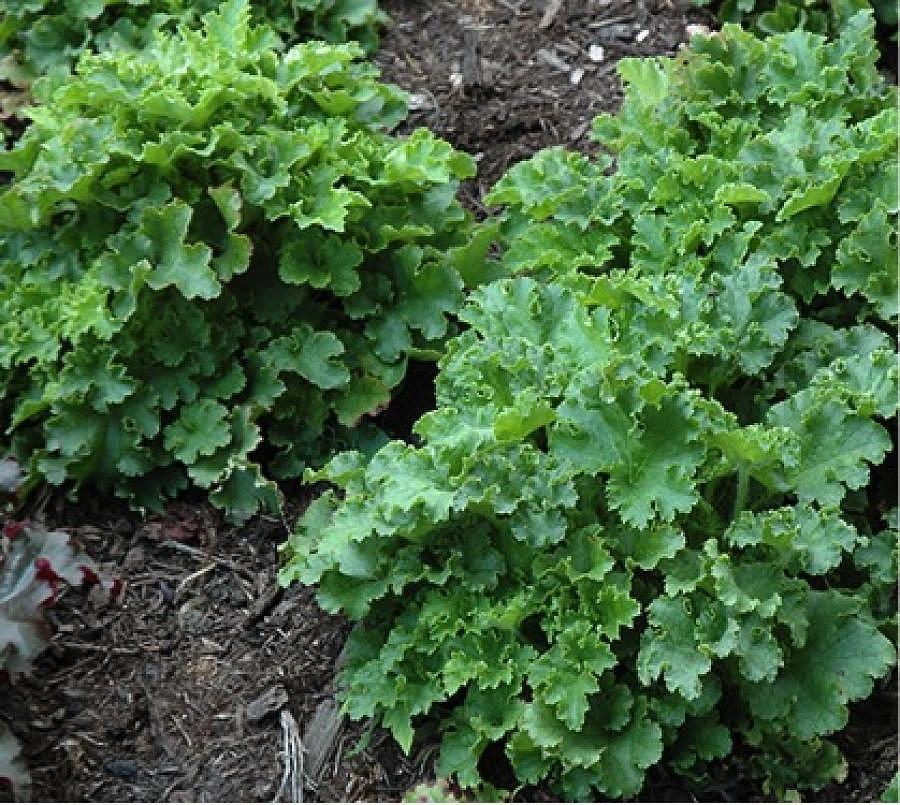 Гейхера гибридная 'Малахит'