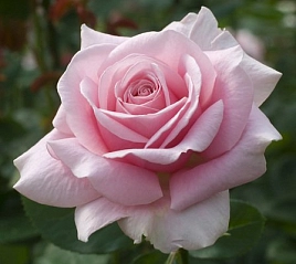 Роза 'Фредерик Мистраль' (чайно-гибридная) (розовая)