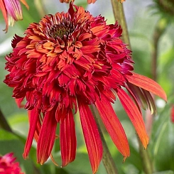 Эхинацея пурпурная 'Хот Папайя'