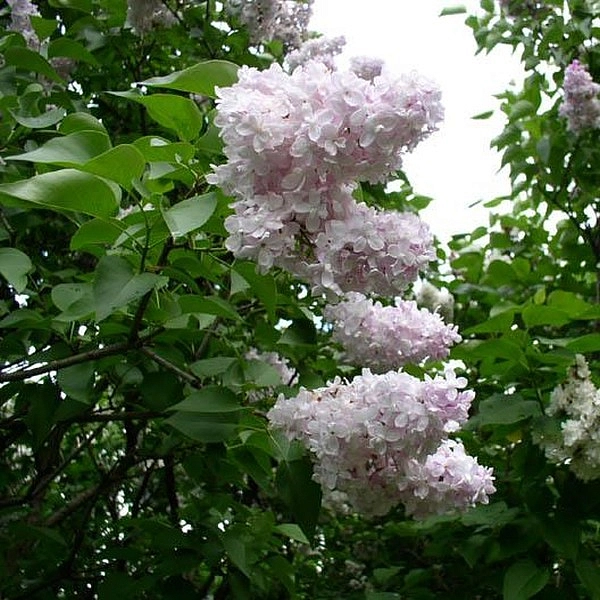 Сирень обыкновенная 'Полина Осипенко' (лилово - белая)