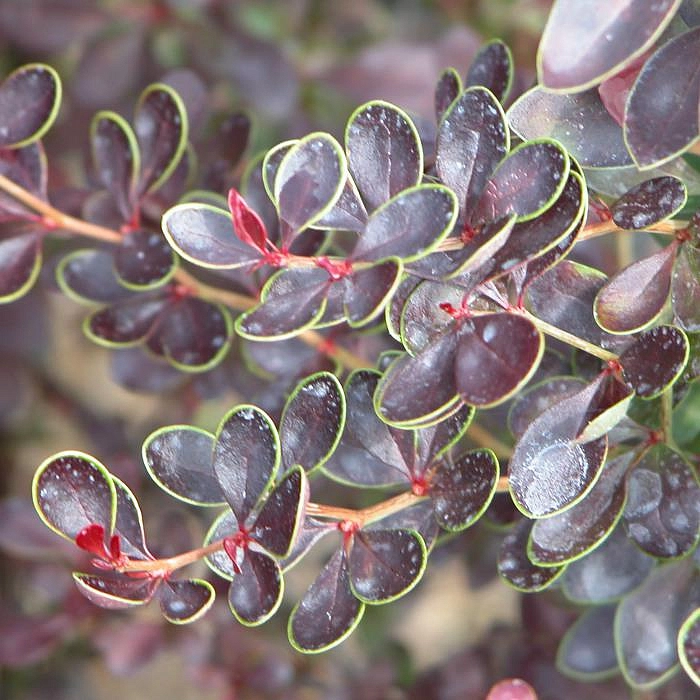 Барбарис Тунберга 'Кармен'