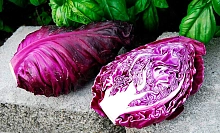 Семена Капуста краснокочанная