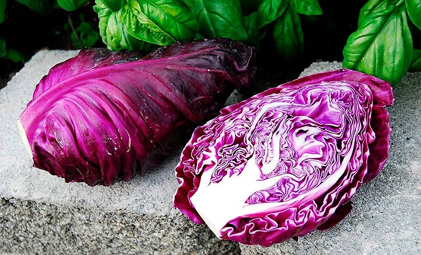 Семена Капуста краснокочанная