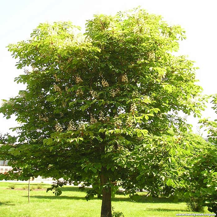 Каштан конский 'Баумани'