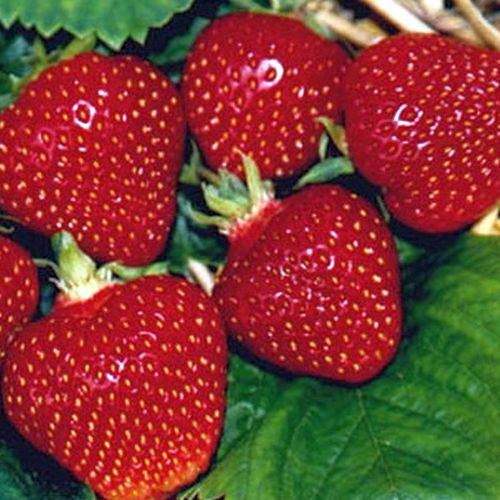 Садовая земляника Клубника Первый поцелуй: описание, характеристики и фото, правила выращивания виктории, отзывы