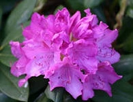 Рододендрон гибридный 'Розеум Элеганс' (розовый)
