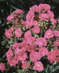 Роза 'Хайдетраум' (почвопокровная) (розовая)