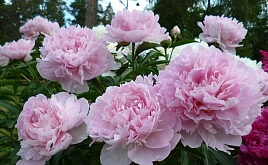Пион молочноцветковый 'Ненси Нора' (розовый)