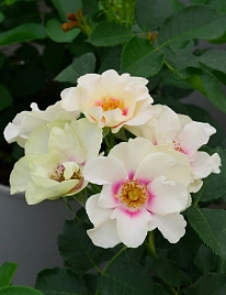 Роза 'Си Ю Ин Перпл' (гибрид розы персидской) (белая)