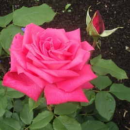 Роза 'Каприз де Мейланд' (чайно-гибридная) (розовая)