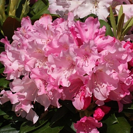 Рододендрон якушиманский 'Калинка' (розовый)