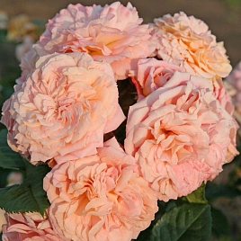 Роза 'Амаретто' (плетистая) (кремово-розовая)