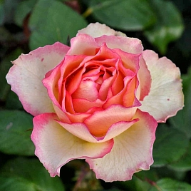 Роза 'Джалита' (чайно-гибридная) (желтая с розовым)