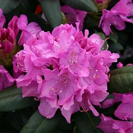 Рододендрон гибридный 'Инглиш розеум' (розовый)
