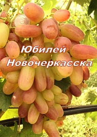 Виноград 'Юбилей Новочеркасска'
