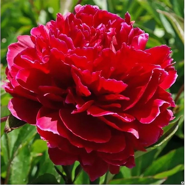 Пион молочноцветковый 'Ред Сара Бернар' (красно - малиновый)
