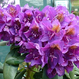 Рододендрон гибридный 'Марсель Менард' (фиолетовый)