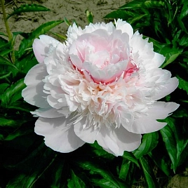 Пион молочноцветковый 'Алерти' (светло-розовый)