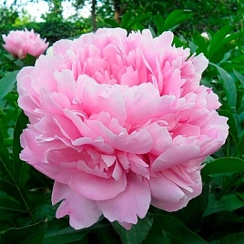 Пион молочноцветковый 'Сара Бернар' (розовый)